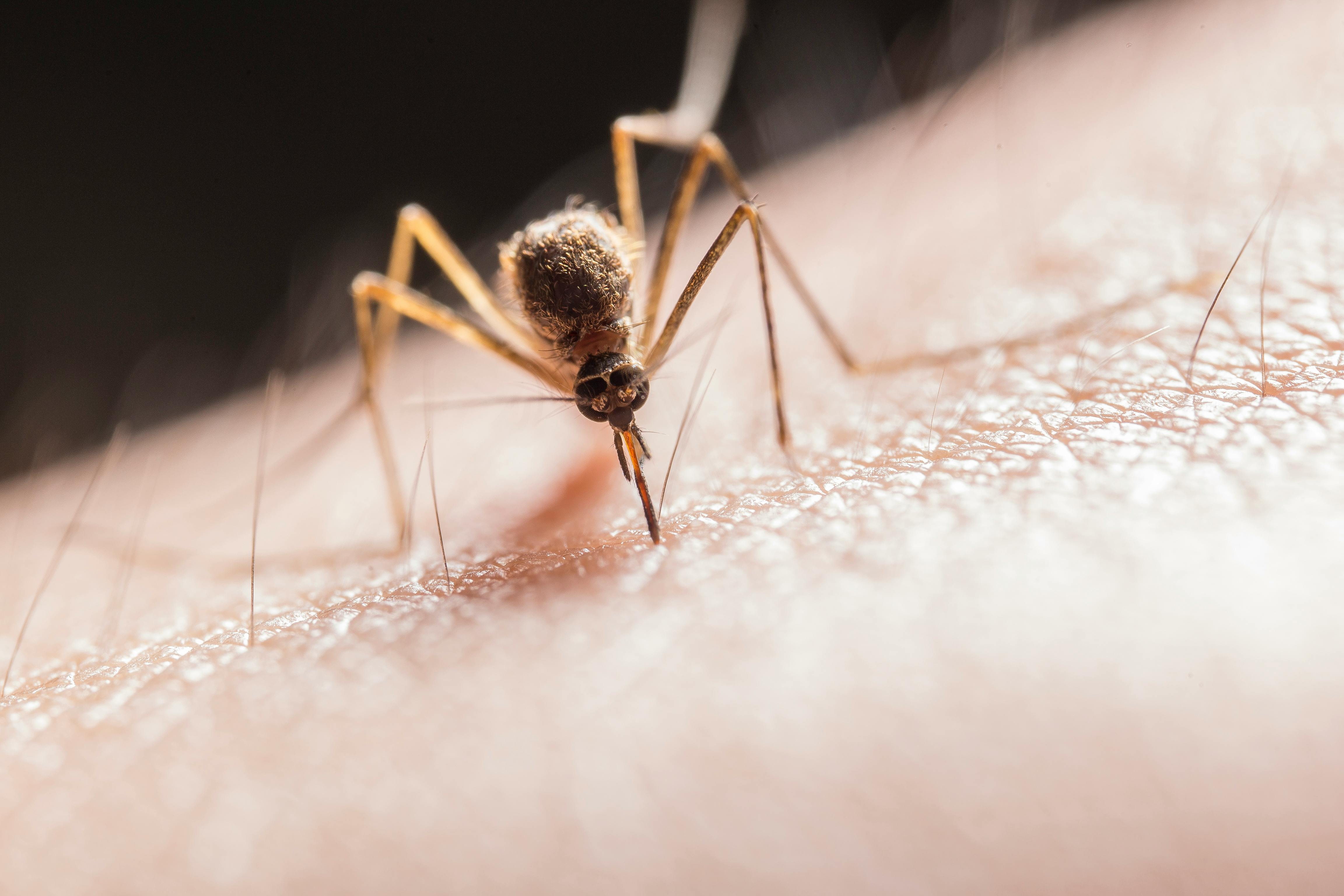 Thumbnail for Malaria Disease Burden
